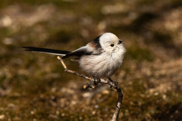Orite à longue queue © JAG IMAGES