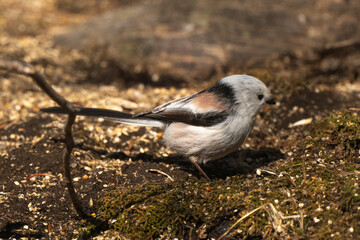 Orite à longue queue © JAG IMAGES