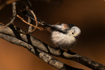 Orite à longue queue © JAG IMAGES