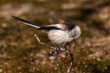 Orite à longue queue © JAG IMAGES
