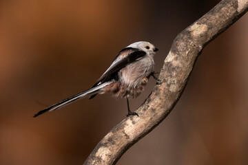 Orite à longue queue © JAG IMAGES
