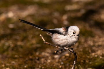 Orite à longue queue © JAG IMAGES