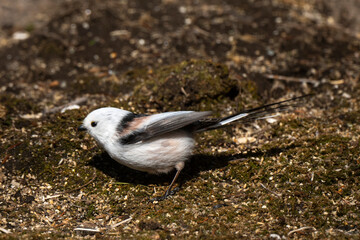 Orite à longue queue © JAG IMAGES