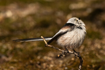 Orite à longue queue © JAG IMAGES