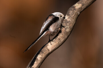 Orite à longue queue © JAG IMAGES