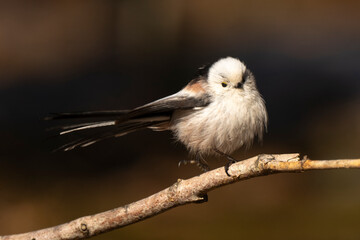 Orite à longue queue © JAG IMAGES