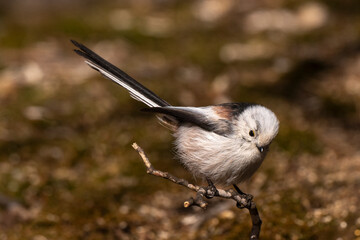 Orite à longue queue © JAG IMAGES