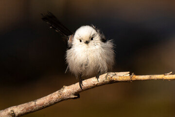 Orite à longue queue © JAG IMAGES