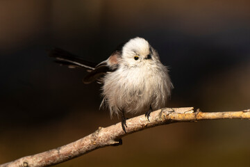 Orite à longue queue © JAG IMAGES