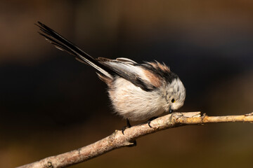 Orite à longue queue © JAG IMAGES