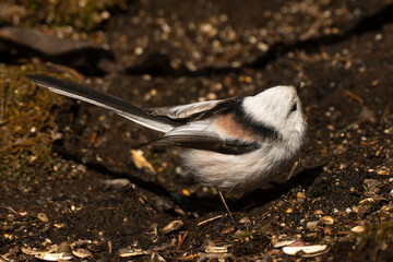 Orite à longue queue © JAG IMAGES