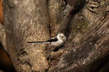 Orite à longue queue © JAG IMAGES