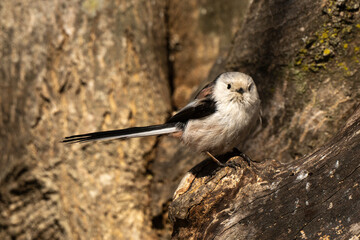 Orite à longue queue © JAG IMAGES