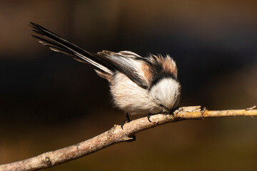 Orite à longue queue © JAG IMAGES