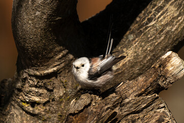 Orite à longue queue © JAG IMAGES