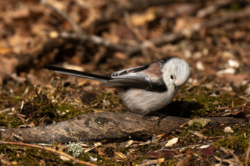 Orite à longue queue © JAG IMAGES