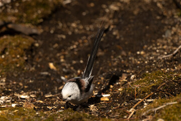 Orite à longue queue © JAG IMAGES