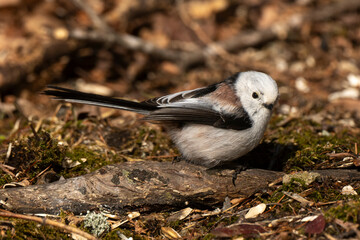 Orite à longue queue © JAG IMAGES