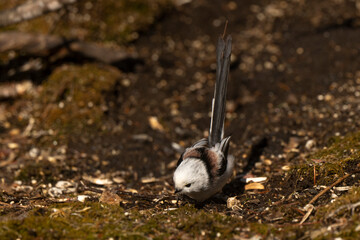Orite à longue queue © JAG IMAGES