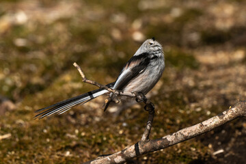 Orite à longue queue © JAG IMAGES