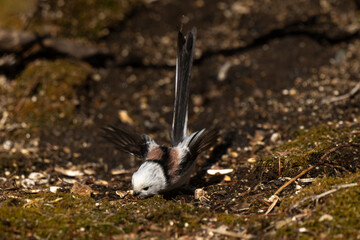 Orite à longue queue © JAG IMAGES