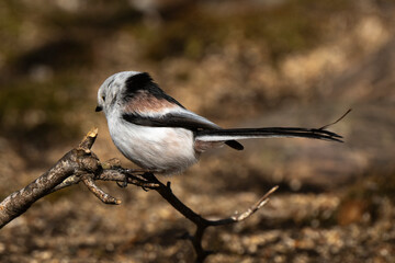 Orite à longue queue © JAG IMAGES