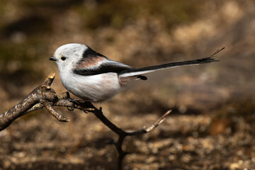 Orite à longue queue © JAG IMAGES