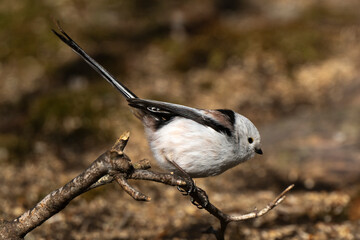 Orite à longue queue © JAG IMAGES