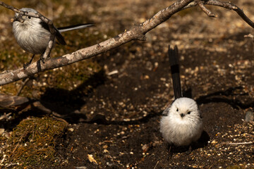 Orite à longue queue © JAG IMAGES