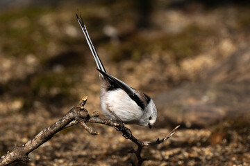 Orite à longue queue © JAG IMAGES