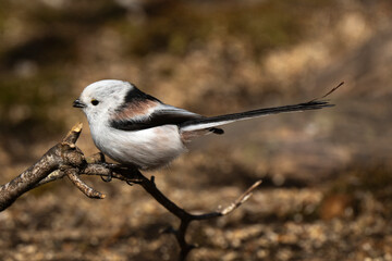 Orite à longue queue © JAG IMAGES