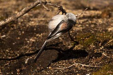 Orite à longue queue © JAG IMAGES