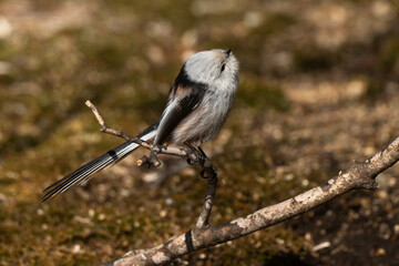 Orite à longue queue © JAG IMAGES