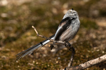 Orite à longue queue © JAG IMAGES