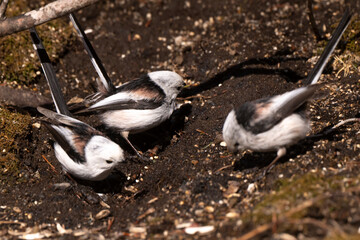 Orite à longue queue © JAG IMAGES