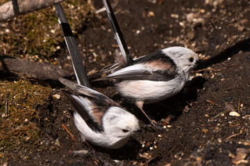 Orite à longue queue © JAG IMAGES