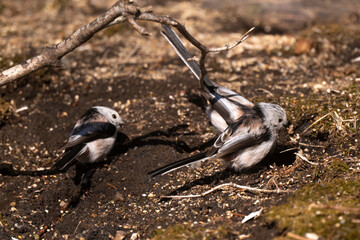 Orite à longue queue © JAG IMAGES