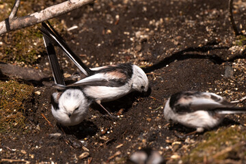 Orite à longue queue © JAG IMAGES