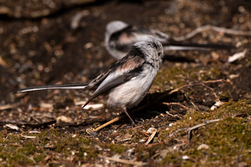 Orite à longue queue © JAG IMAGES