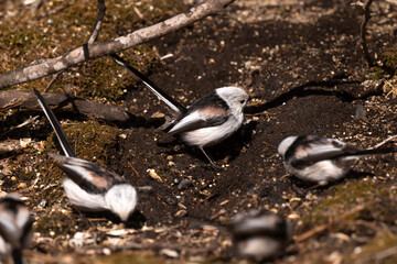 Orite à longue queue © JAG IMAGES