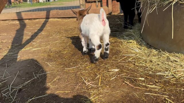 Adorable baby goat jumping on a sunny farm