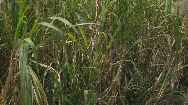 屋我地島の青空とサトウキビ畑