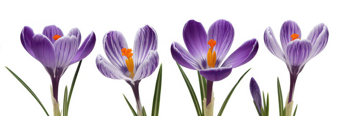 Fototapeta premium Purple crocus flowers on white background isolated