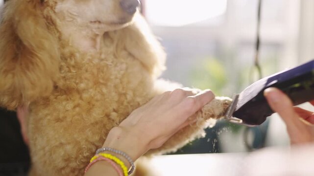 A person is grooming a dog's paw using clippers. The dog is sitting calmly while the person carefully trims the fur. Sunlight is coming through a window in the background.