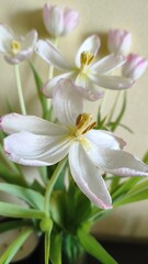 Fototapeta premium Soft White Tulip Flowers with Pink Edges in Natural Light