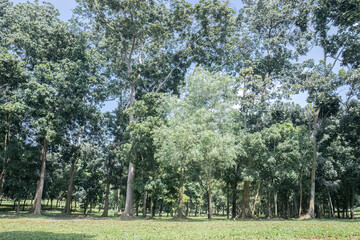 Obraz premium Thick vegetation enclosing a bright public greensward. Spacious forest edge presenting layered natural depth. Leafy reserve panorama prepared for tourism visuals