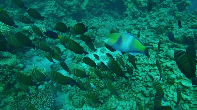School of Red Sea Sailfin Tang, Zebrasoma desjardinii and other tropical fish swimming along the slope of a coral reef.