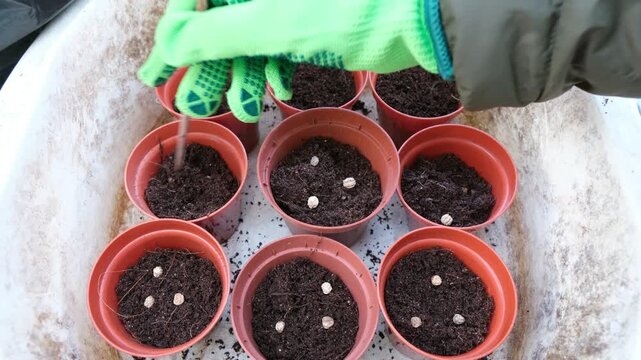 Person in Gloves Using Wooden Stick to Plant Nasturtium Seeds in Brown Plastic Pots