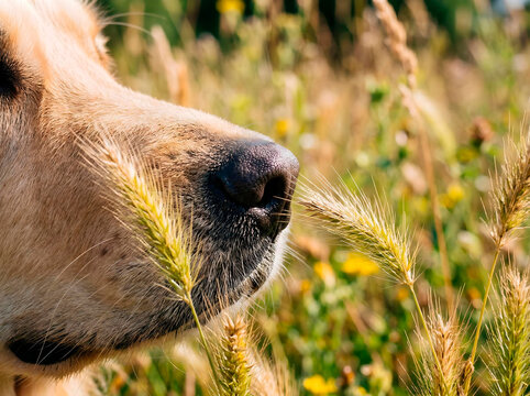 Macro close up Dog nose close to foxtail grass in field, selective focus, natural light, shallow depth of field, pet safety warning concept, summer hazard, no injury