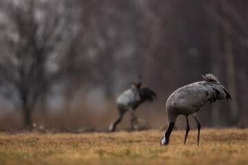 Fototapeta premium A feeding pair of cranes against the background of the forest